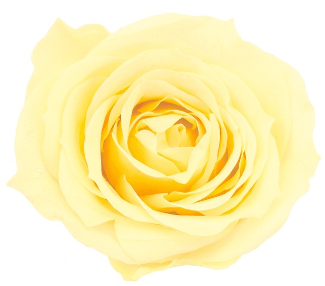 ローズ・ミミ　　モーニングイエロー　03840-501