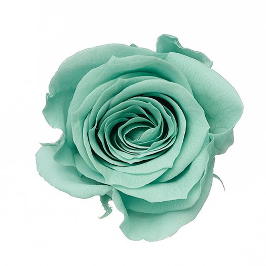 ローズ・ミミ　ミントブルー　03840-622