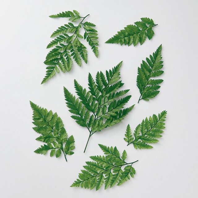 レザーファーン　プリザーブド　グリーン　03860-700