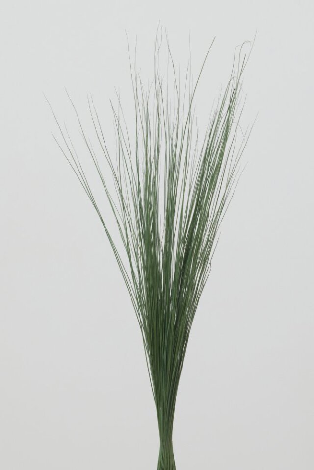 レインボーグラス・ショート　フレッシュグリーン　03932-731