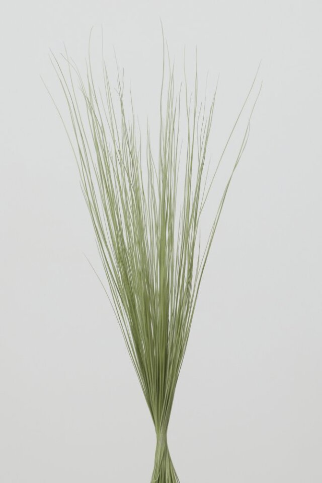 レインボーグラス・ショート　ペールグリーン　03932-751