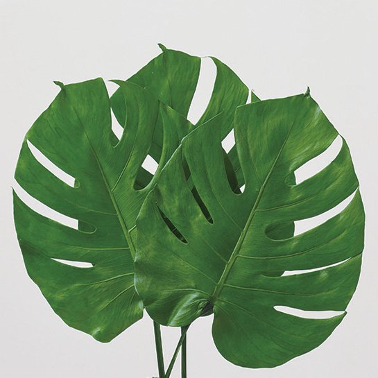 モンステラ・Ｓ　04031-700