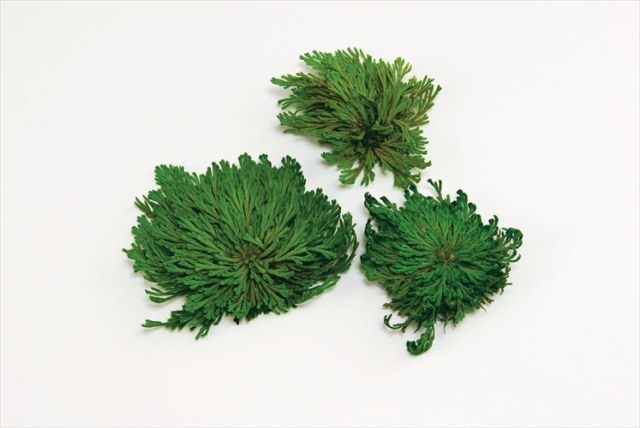 イワヒバ　フレッシュグリーン　04100-731