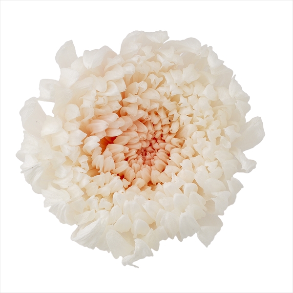 輪菊・咲花・ミルフィーユ　ホワイトピンク　04185-011