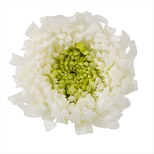 輪菊・咲花・ミルフィーユ　ホワイトグリーン　04185-017
