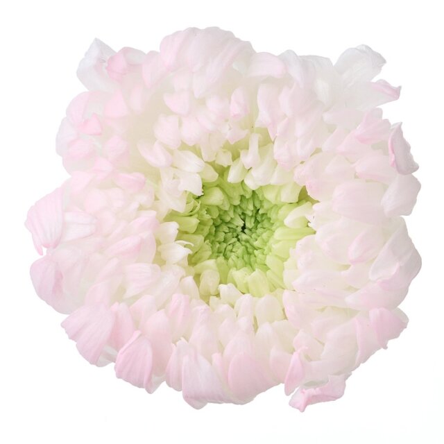 輪菊・咲花・ほのか　ピンク　04185-173