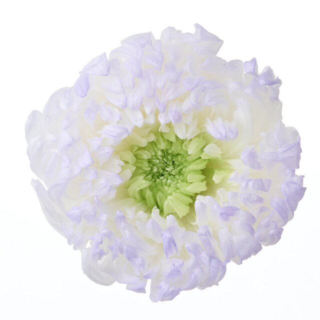 輪菊・咲花・ほのか　パープル　04185-473