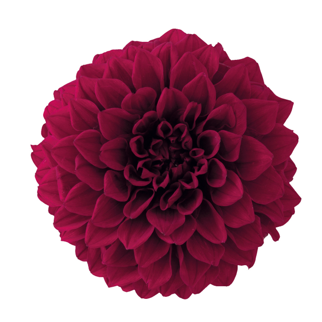 ダリア・グレイス　ワイン　04680-481