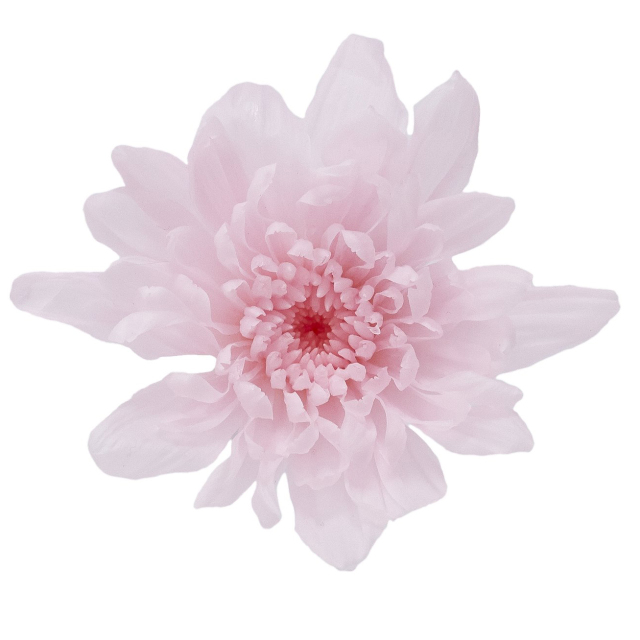 ことね菊　シャーベットピンク　04790-102