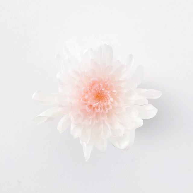 ことね菊　　ホワイトピンク　04790-103
