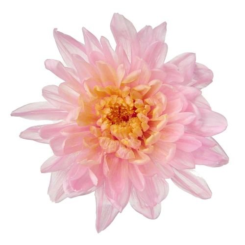ことね菊　ピンクオレンジ　04790-153