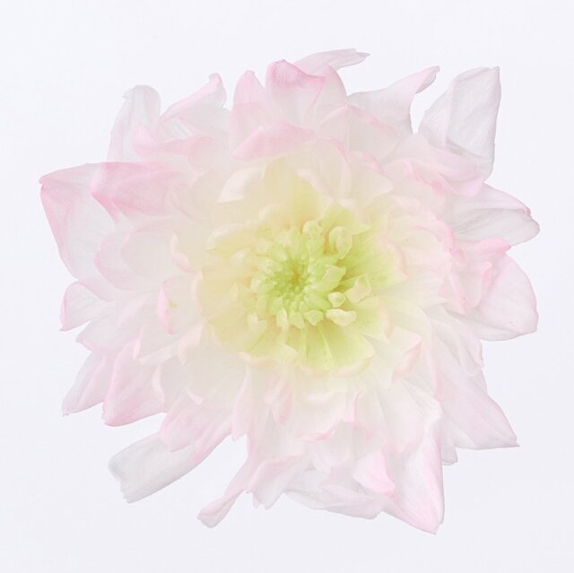 ことね菊・ほのか　ピンク　04790-173