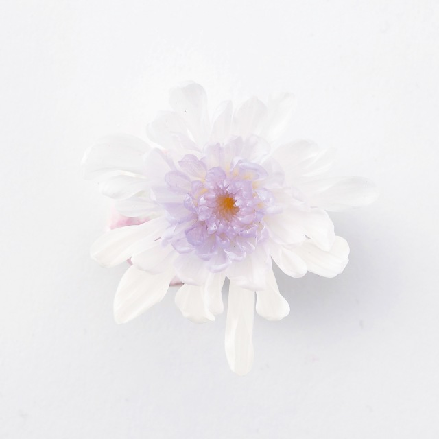 ことね菊　　ホワイトパープル　04790-403