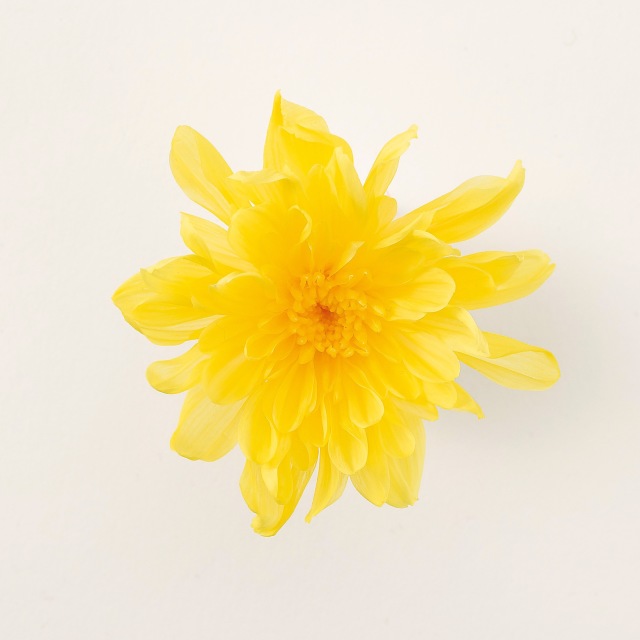 ことね菊　　イエロー　04790-500