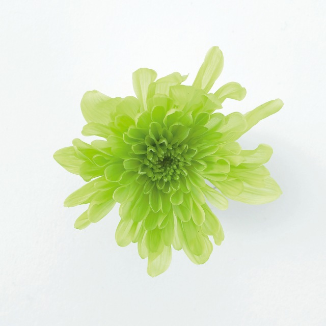 ことね菊　　グリーン　04790-700