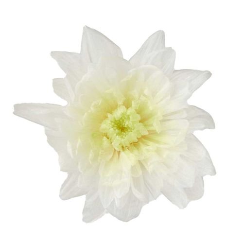 ことね菊　ホワイトグリーン　04790-703