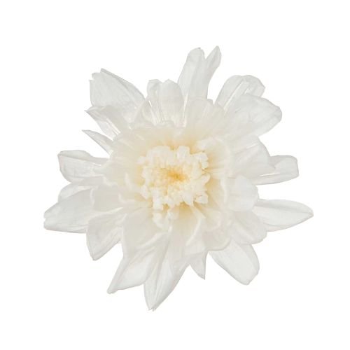 ことね菊・小　ホワイト　04792-010