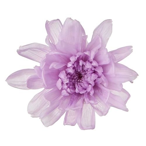 ことね菊・小　スウィートライラック　04792-451