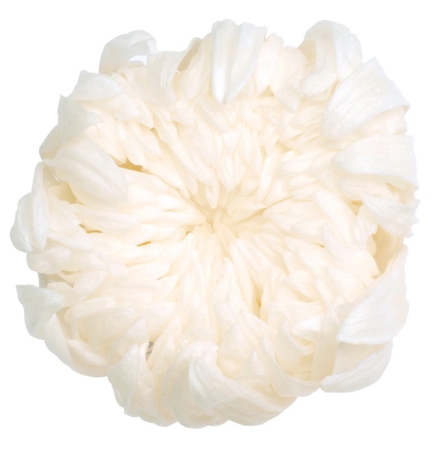 輪菊　　白
