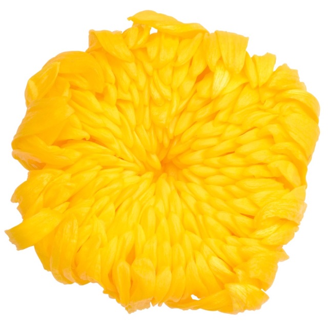 輪菊　　イエロー