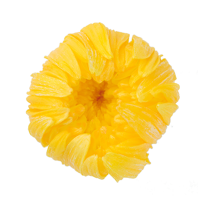 輪菊・小　　イエロー　04803-500