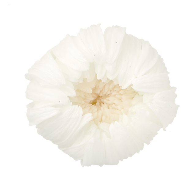 輪菊・小　　白　04803-010