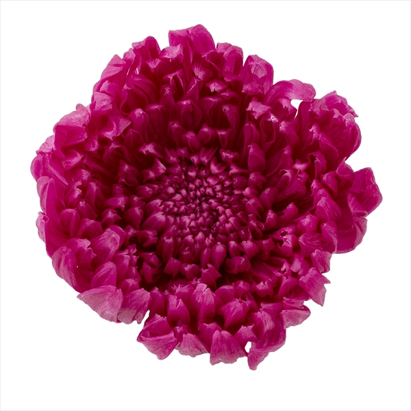 輪菊・咲花　ラズベリー　04805-261