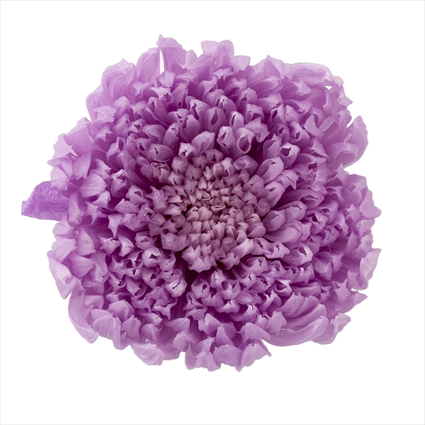 輪菊・咲花　スウィートライラック　04805-451