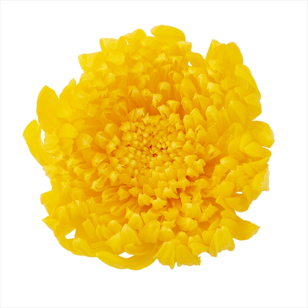 輪菊・咲花　イエロー　04805-500