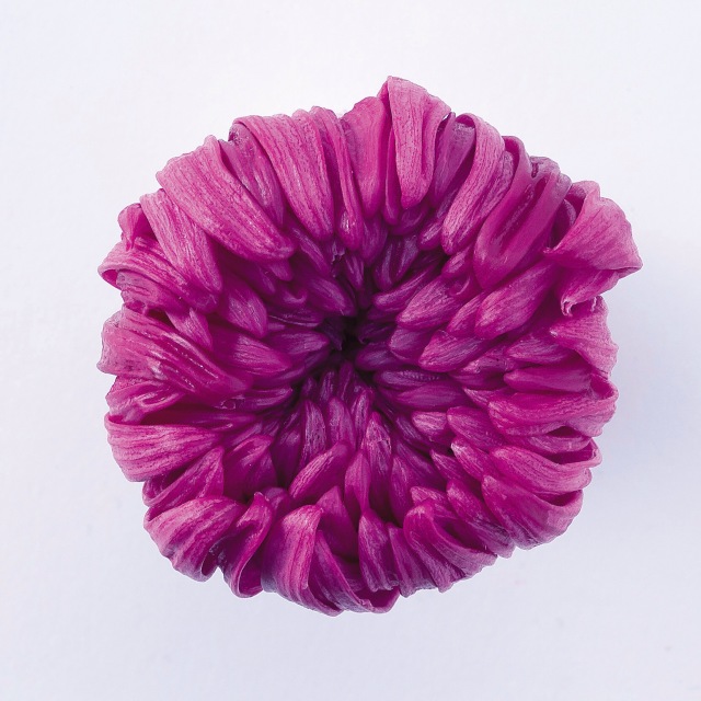 輪菊・中　　ラズベリー　04806-261