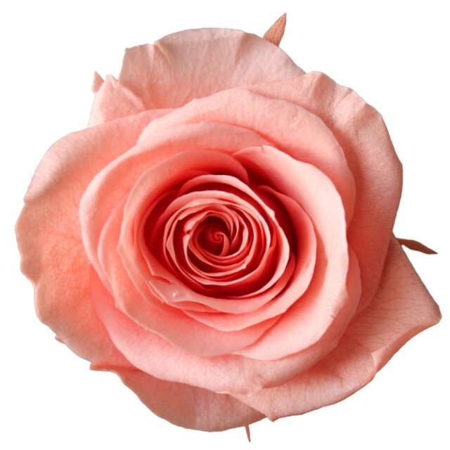 ローズ・かのんM　ピンクコーラル　05202-163