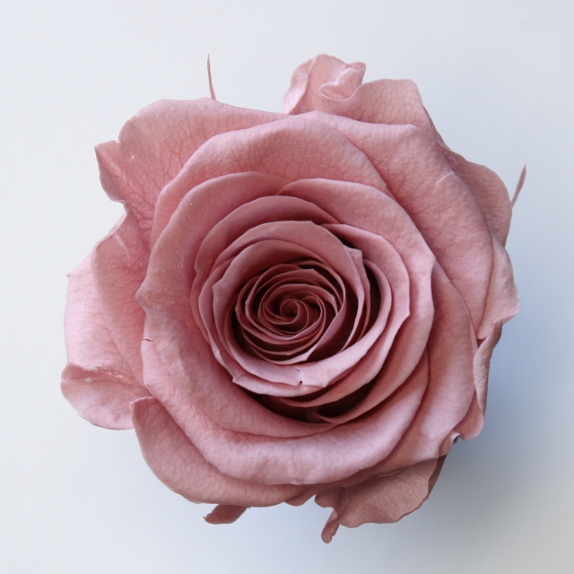 ローズ・かのん・(M)(L)(その他) ドライフラワー卸売り販売の