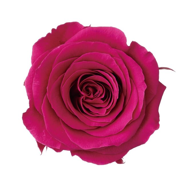 ローズ・かのんM　ロゼ　05202-282