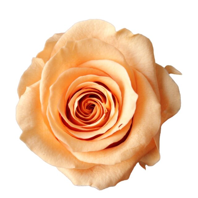 ローズ・かのんM　ブロッサムピーチ　05202-343