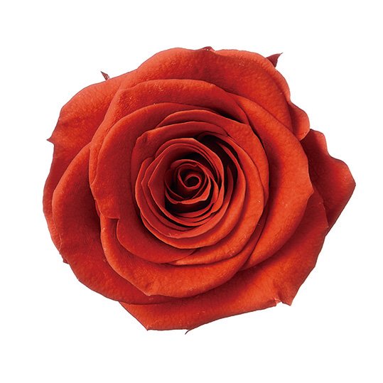 ローズ・かのん・M　スカーレット　05202-381