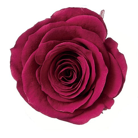 ローズ・かのん・M　ガーネット　05202-482