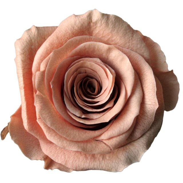 ローズ・かのんM　ピンクモカ　05202-811