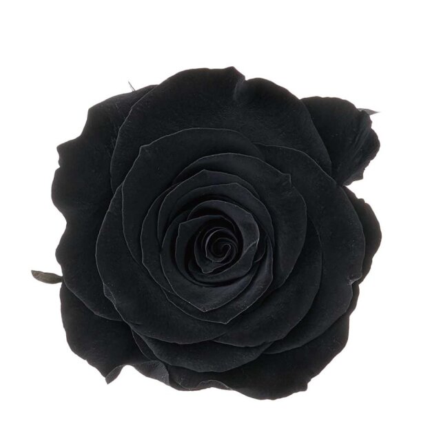 ローズ・かのんM　黒　05202-891