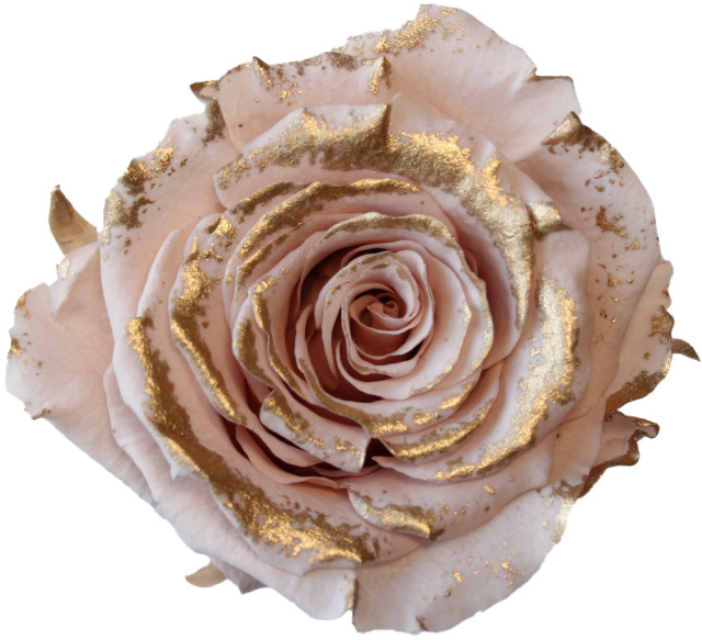 ローズ・かのん・M・リュクス　シャンパンピンク　05208-139