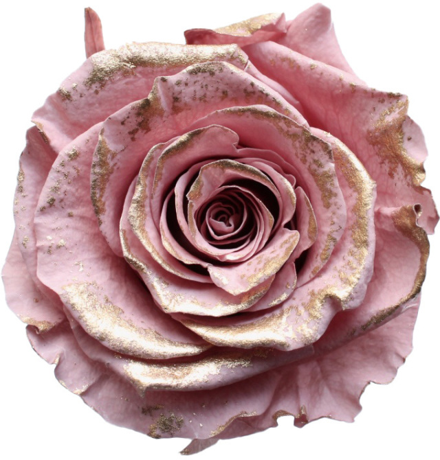 ローズ・かのん・M・リュクス　ラシットピンク　05208-179