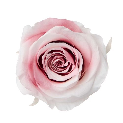 ローズ・かのん・Ｍ・スフレ　シャンパンモーブ　05202-092