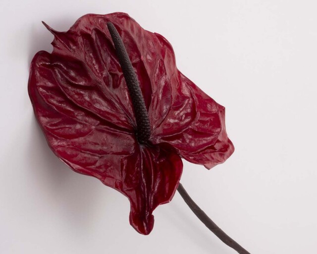 アンスリューム　ワインレッド　05410-471　特別割引60％OFF