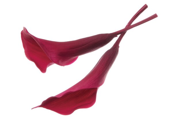 カラーリリー・小　ワイン　05500-480