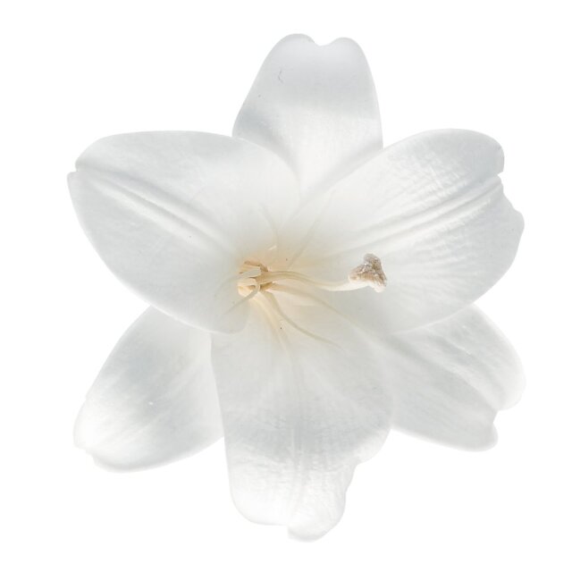 プチホルン　白　05530-011　