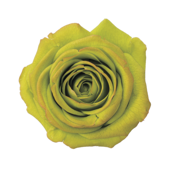 ローズ・シフォン・大・はないろ　グリーン／レッド　メーカー廃番60％OFF