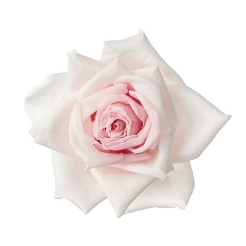 国産ローズ・アバランチェ　シャンパンピンク　06300-131