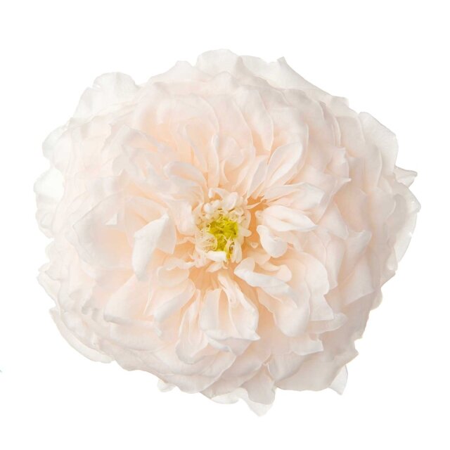 国産ローズ・オールフォーキュート　ホワイトシャンパン 06350-021