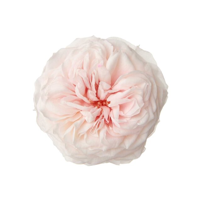 国産ローズ・ダンスパーティー　シャンパンピンク 06330-131