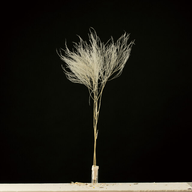 メキシカンフェザー　ホワイト　AN82001-1　メーカー廃盤セール70％OFF