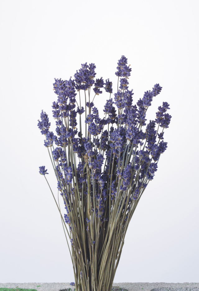 ラベンダー　国産　N　10020-000